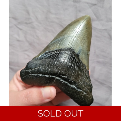 Large Megalodon Shark Tooth Fossil From North Carolina